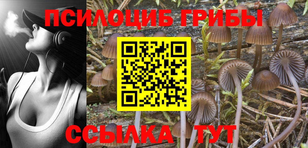 Псилоцибиновые грибы Psilocybine cubensis  Вход с VPN  Апатиты 